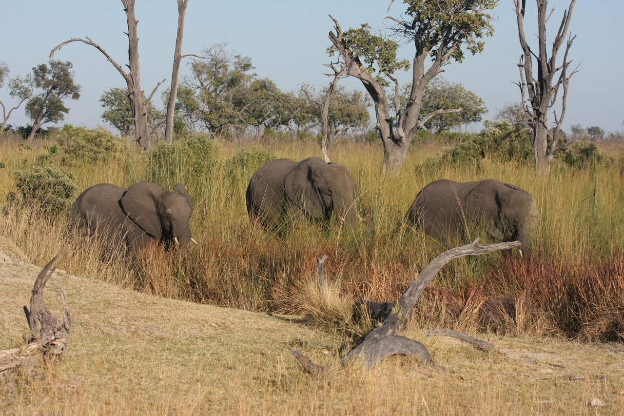 [17917] 2016_06_28_02_18_01_Africa_Canon_EOS_40D_IMG__09873.jpg