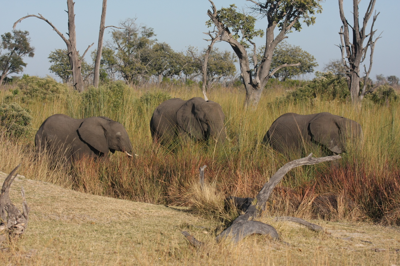 [17926] 2016_06_28_02_18_16_Africa_Canon_EOS_40D_IMG__02430.jpg