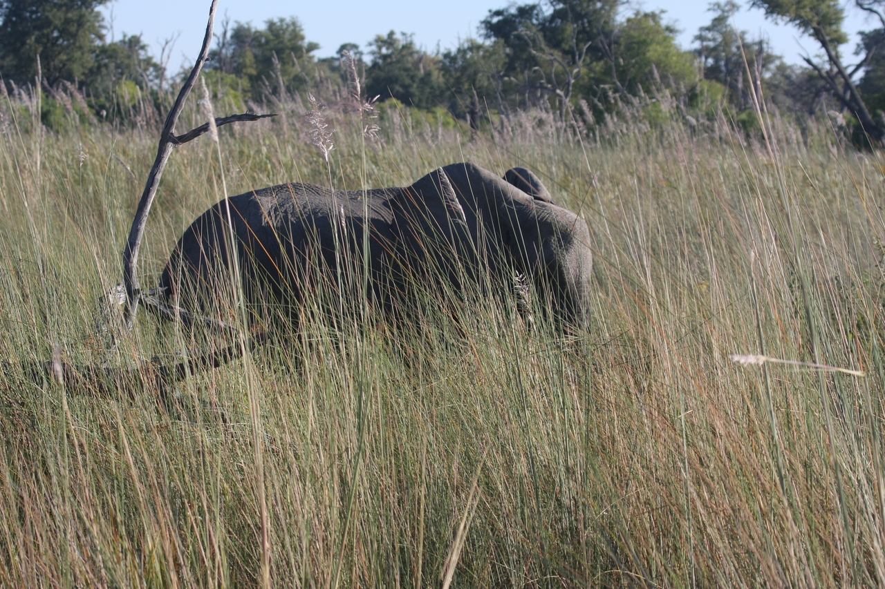 [17930] 2016_06_28_02_18_28_Africa_Canon_EOS_40D_IMG__02431.jpg