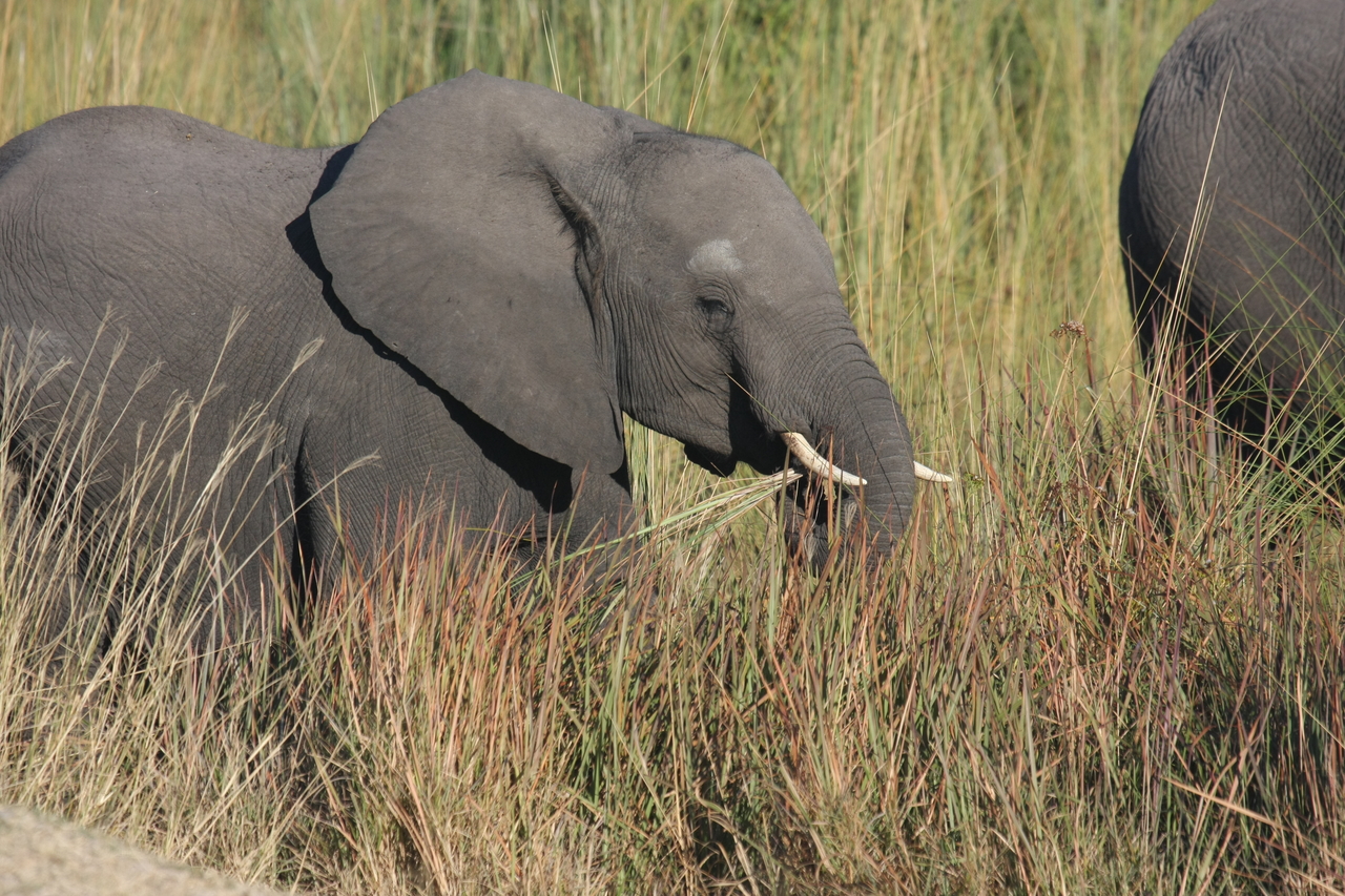 [17945] 2016_06_28_02_18_39_Africa_Canon_EOS_40D_IMG__09884.jpg