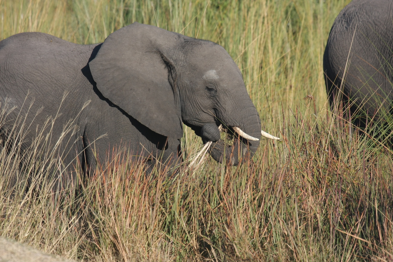 [17947] 2016_06_28_02_18_40_Africa_Canon_EOS_40D_IMG__00052.jpg