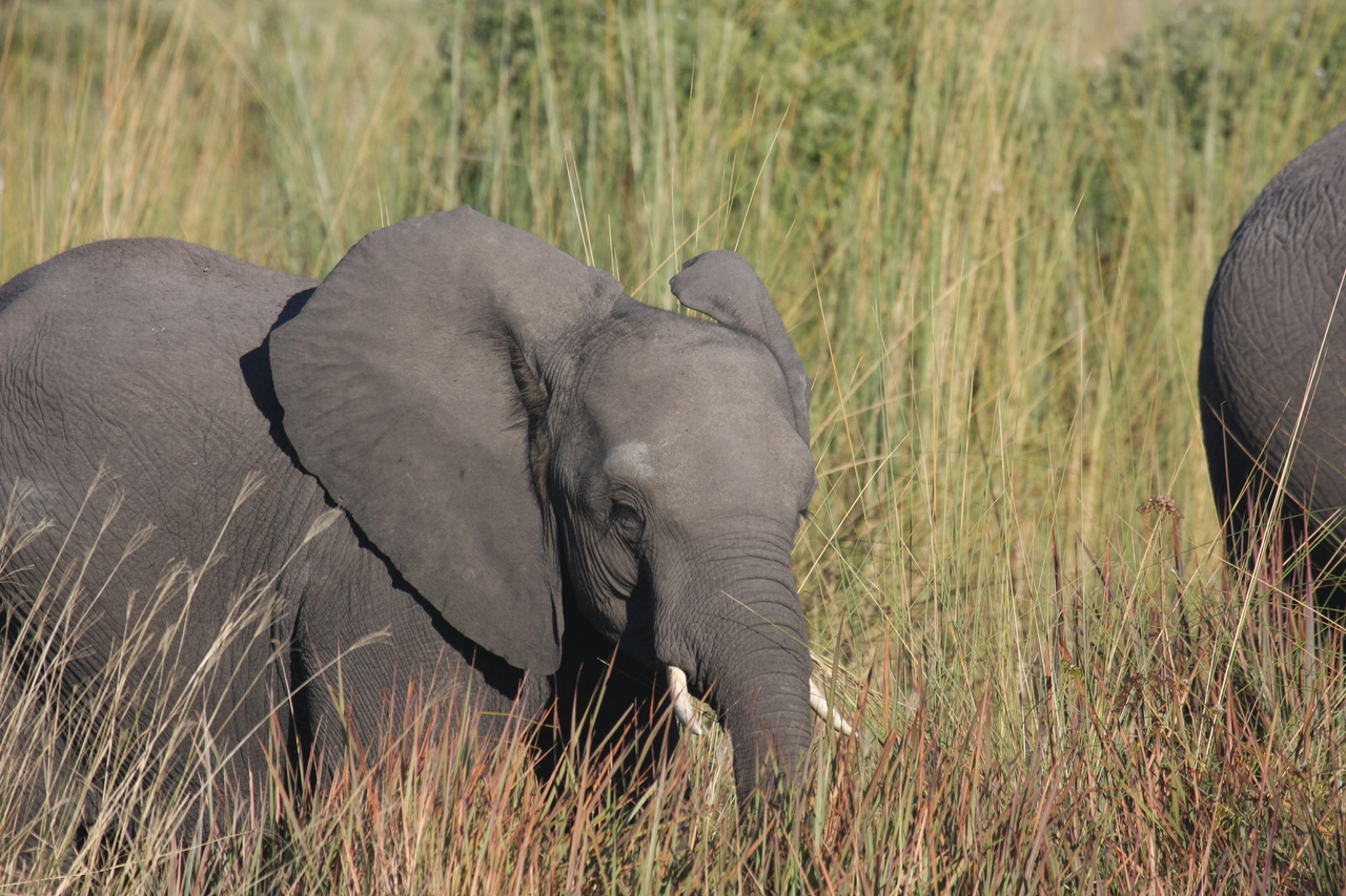 [17954] 2016_06_28_02_18_46_Africa_Canon_EOS_40D_IMG__00055.jpg