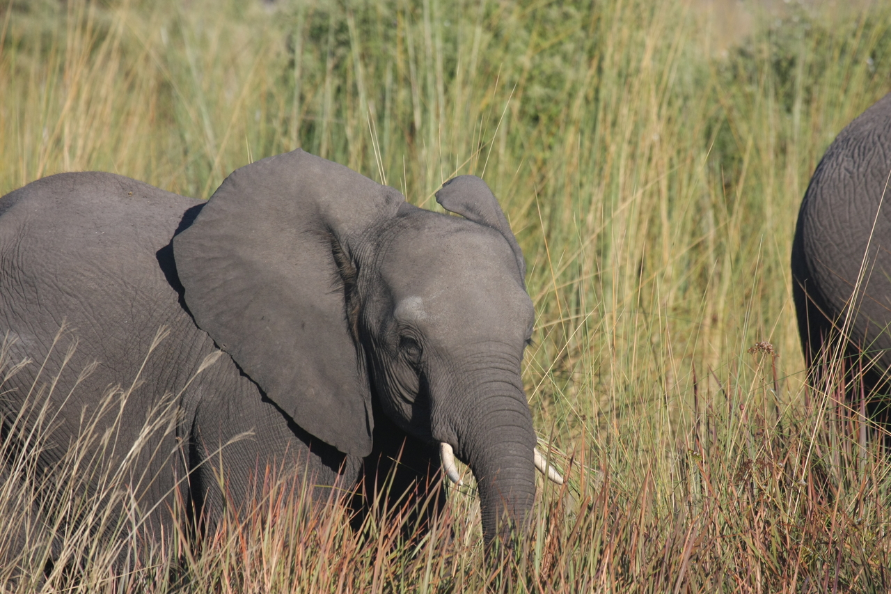 [17959] 2016_06_28_02_18_46_Africa_Canon_EOS_40D_IMG__09888.jpg