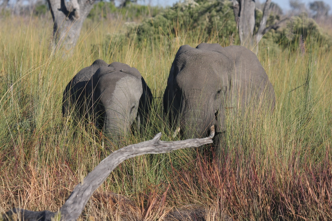 [17985] 2016_06_28_02_19_16_Africa_Canon_EOS_40D_IMG__00065.jpg