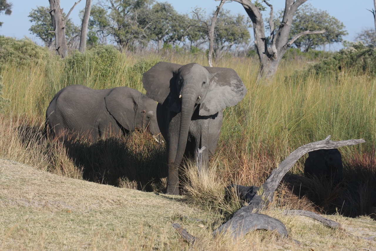 [18009] 2016_06_28_02_19_32_Africa_Canon_EOS_40D_IMG__02460.jpg