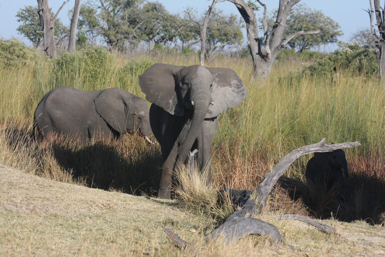 [18010] 2016_06_28_02_19_32_Africa_Canon_EOS_40D_IMG__02461.jpg