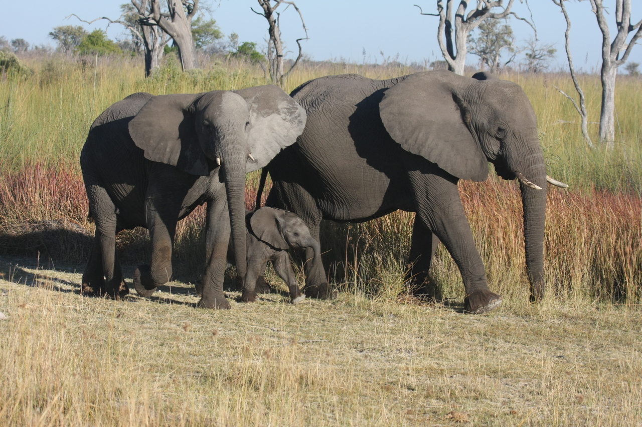 [18025] 2016_06_28_02_19_43_Africa_Canon_EOS_40D_IMG__00081.jpg