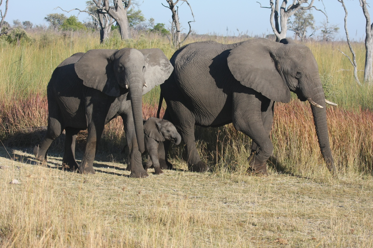 [18030] 2016_06_28_02_19_43_Africa_Canon_EOS_40D_IMG__09913.jpg