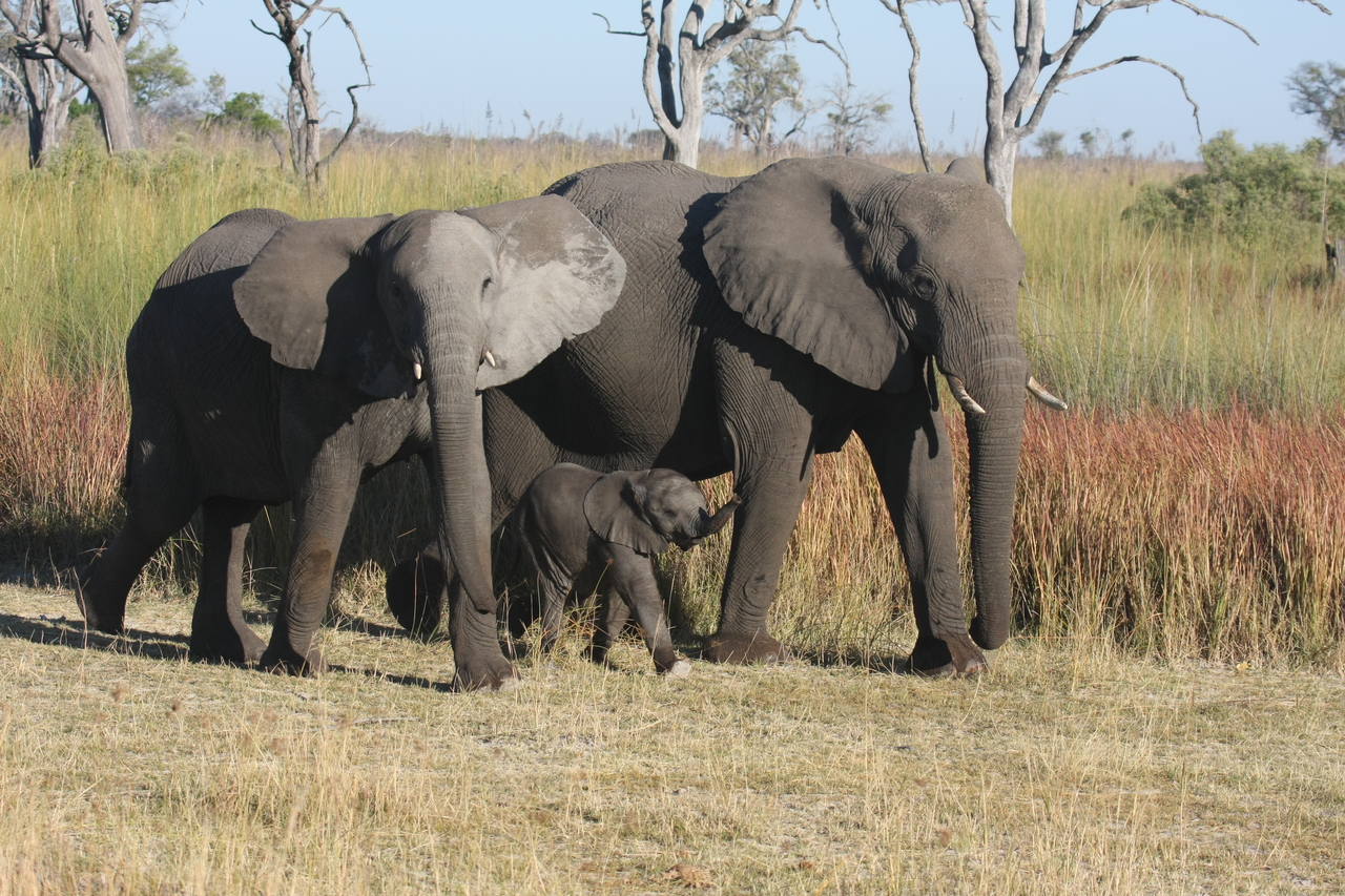 [18033] 2016_06_28_02_19_44_Africa_Canon_EOS_40D_IMG__00083.jpg