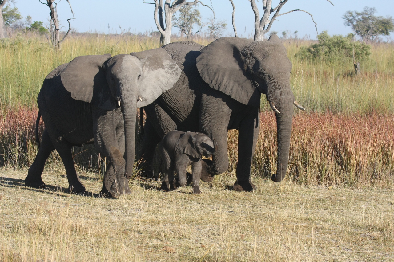 [18043] 2016_06_28_02_19_45_Africa_Canon_EOS_40D_IMG__09919.jpg