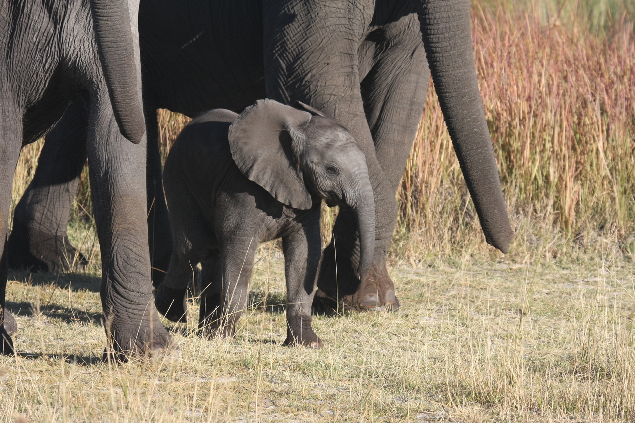 [18046] 2016_06_28_02_19_48_Africa_Canon_EOS_40D_IMG__00088.jpg