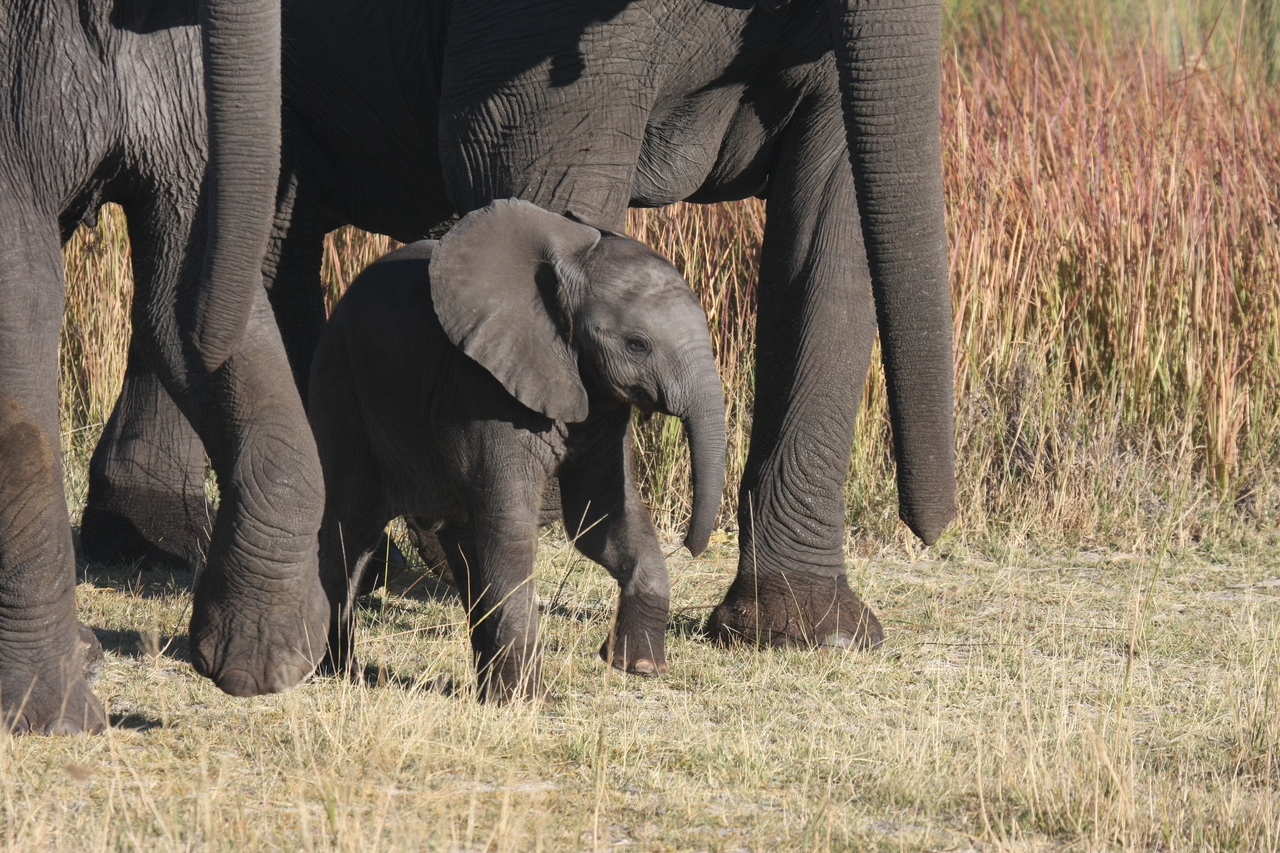 [18051] 2016_06_28_02_19_48_Africa_Canon_EOS_40D_IMG__09921.jpg