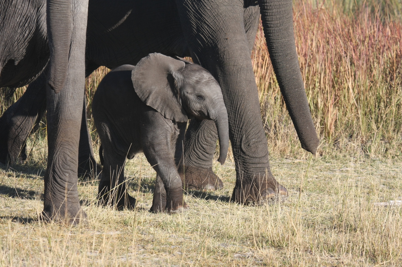 [18053] 2016_06_28_02_19_48_Africa_Canon_EOS_40D_IMG__09923.jpg