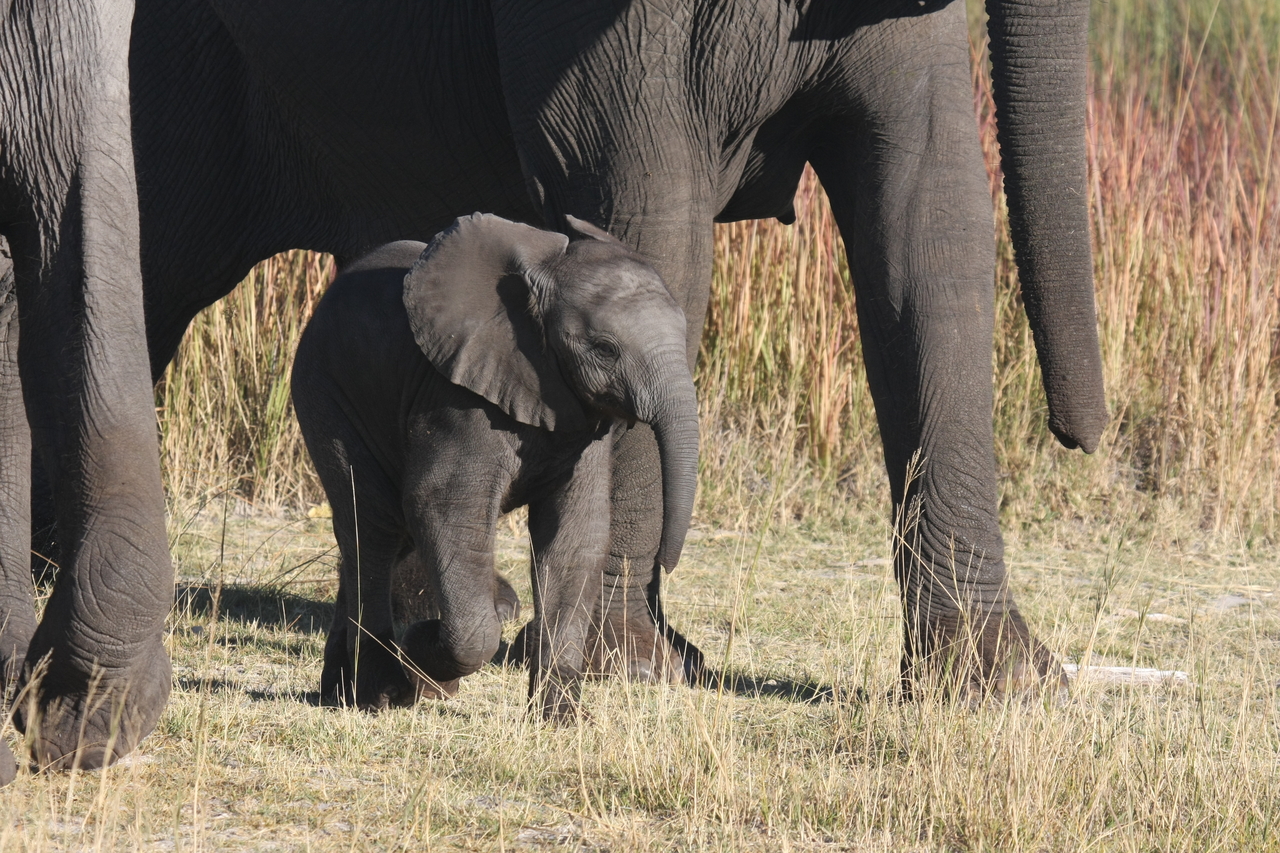[18054] 2016_06_28_02_19_50_Africa_Canon_EOS_40D_IMG__00090.jpg