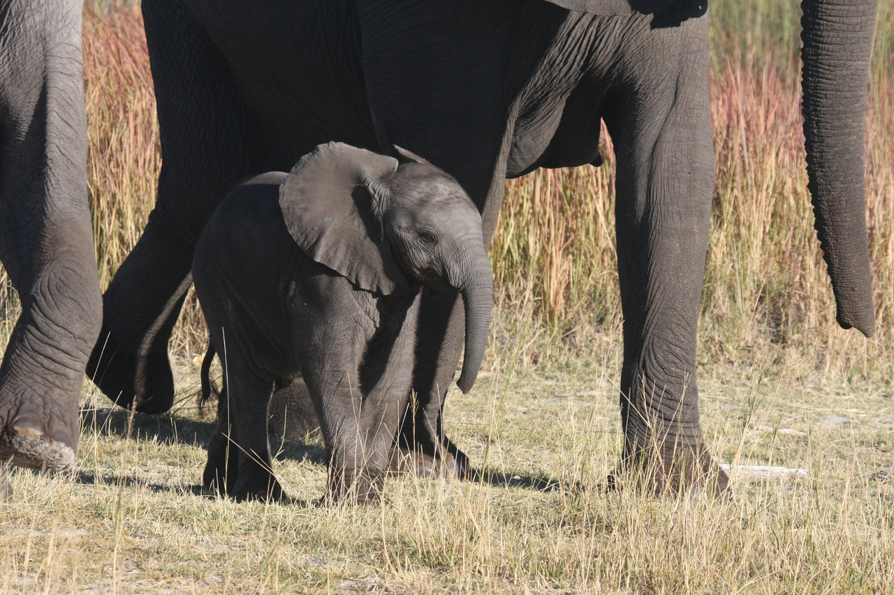 [18055] 2016_06_28_02_19_50_Africa_Canon_EOS_40D_IMG__00092.jpg