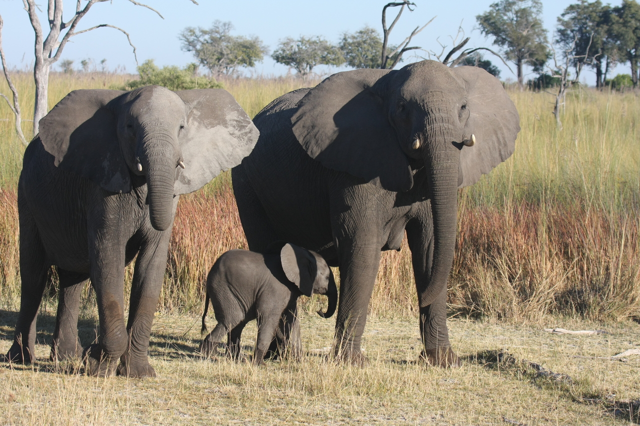 [18061] 2016_06_28_02_19_56_Africa_Canon_EOS_40D_IMG__00094.jpg