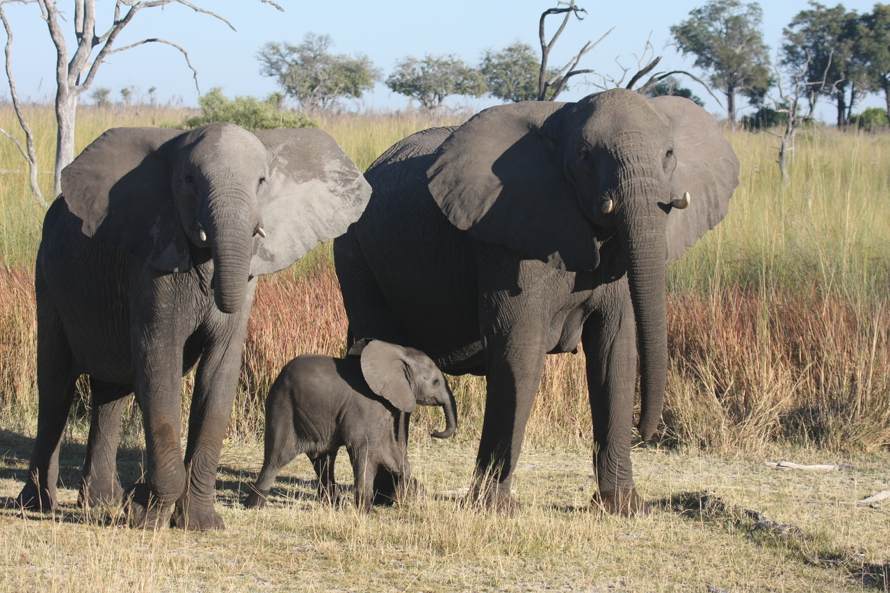 [18064] 2016_06_28_02_19_56_Africa_Canon_EOS_40D_IMG__09927.jpg