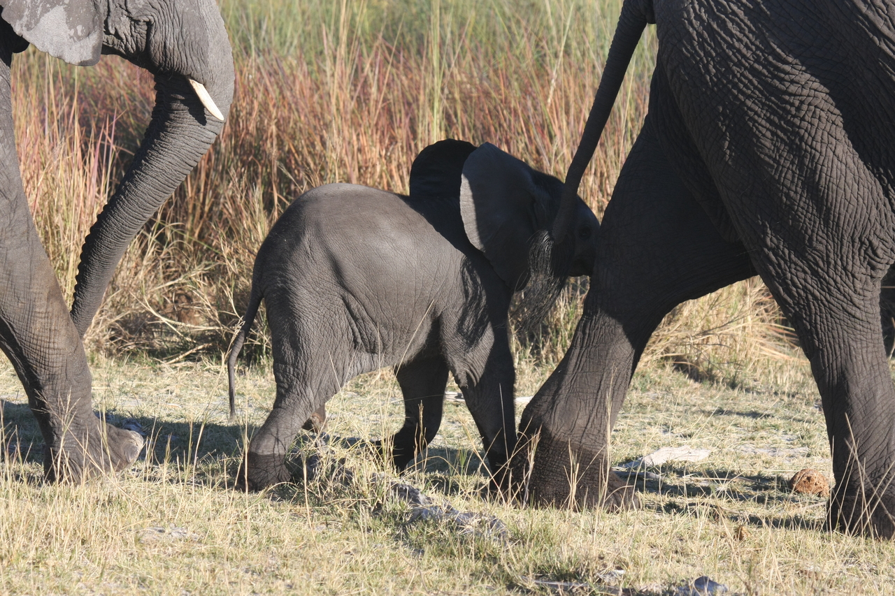 [18067] 2016_06_28_02_20_06_Africa_Canon_EOS_40D_IMG__02482.jpg