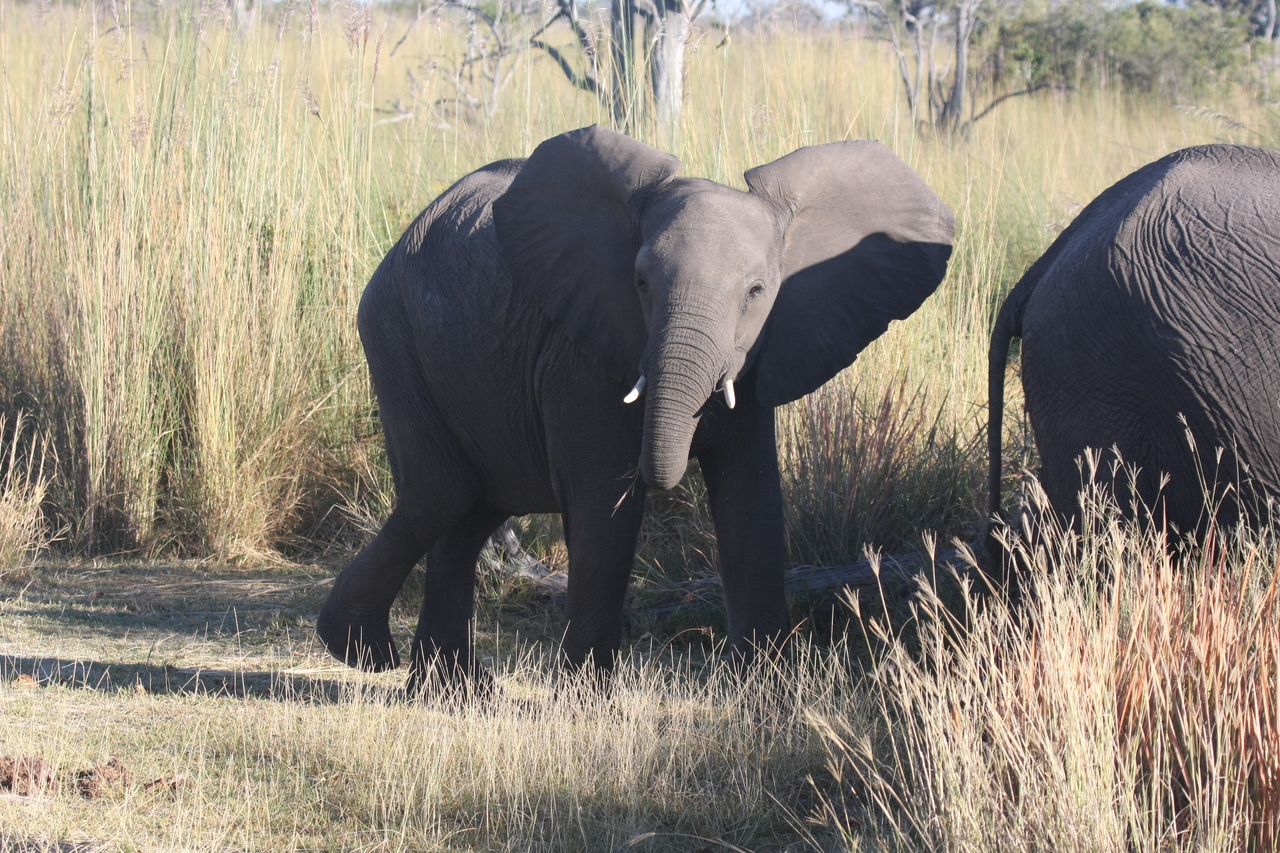 [18070] 2016_06_28_02_20_17_Africa_Canon_EOS_40D_IMG__00097.jpg