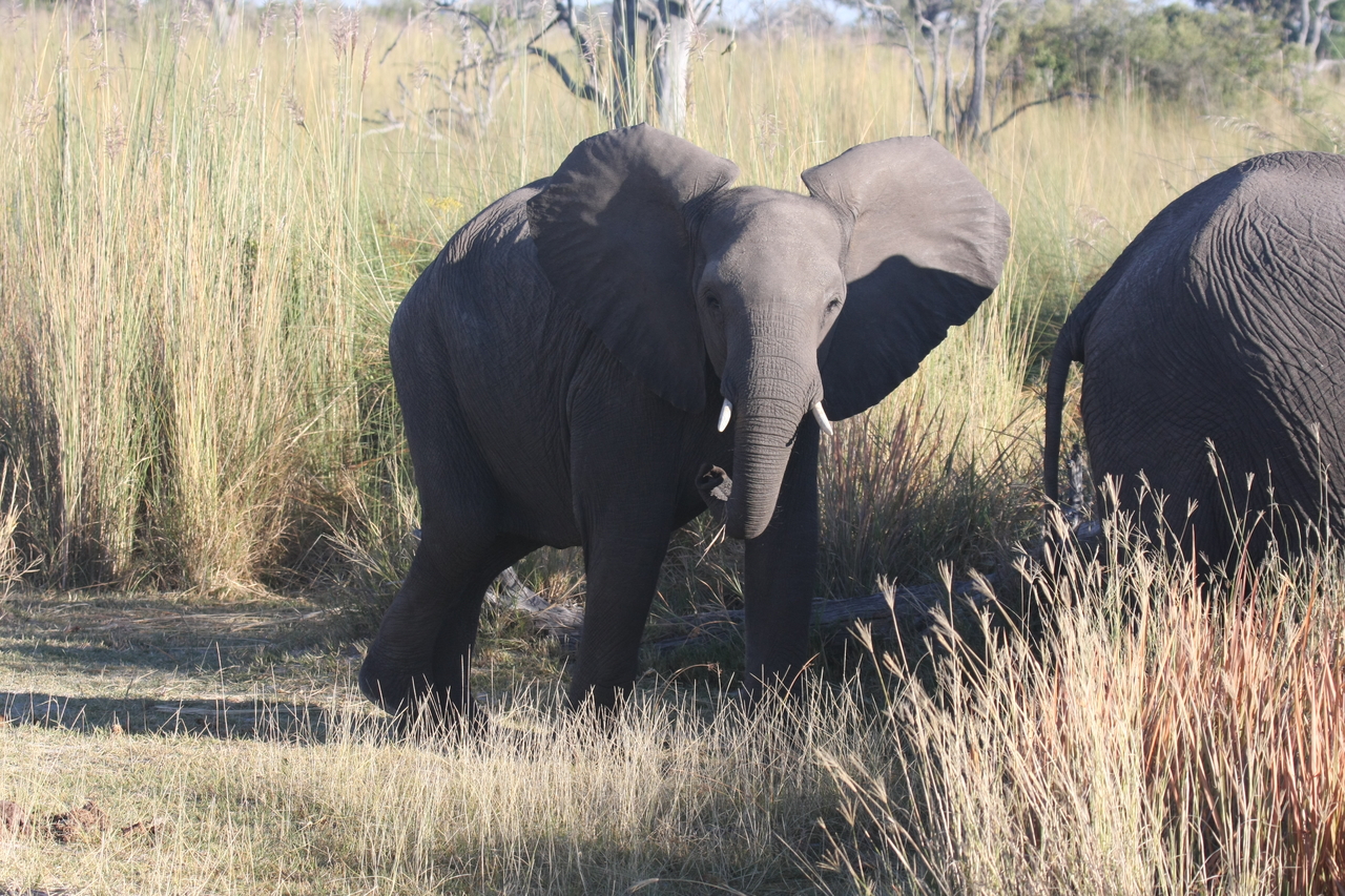[18074] 2016_06_28_02_20_17_Africa_Canon_EOS_40D_IMG__02485.jpg