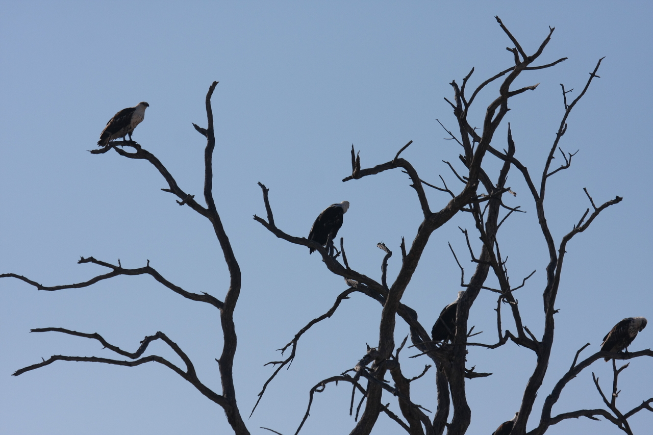 [18121] 2016_06_28_02_33_25_Africa_Canon_EOS_40D_IMG__02503.jpg