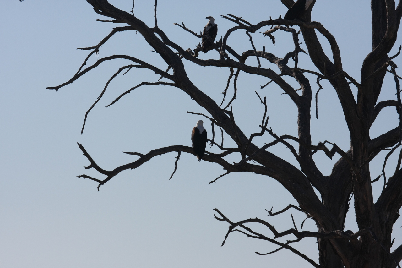 [18123] 2016_06_28_02_33_30_Africa_Canon_EOS_40D_IMG__00117.jpg