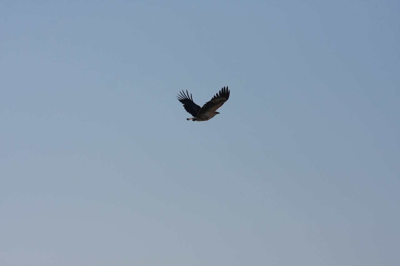 [18131] 2016_06_28_02_33_45_Africa_Canon_EOS_40D_IMG__00121.jpg