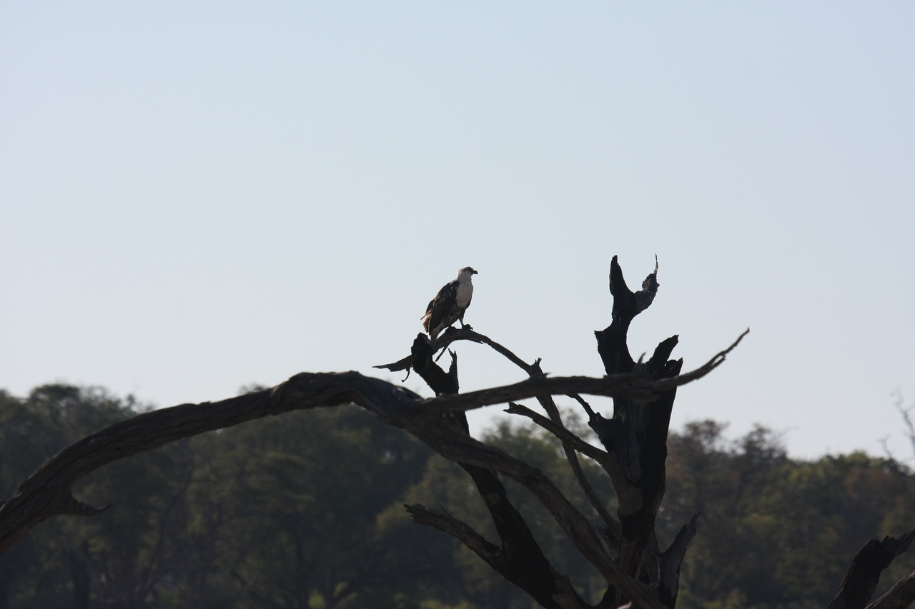 [18149] 2016_06_28_02_33_57_Africa_Canon_EOS_40D_IMG__09960.jpg