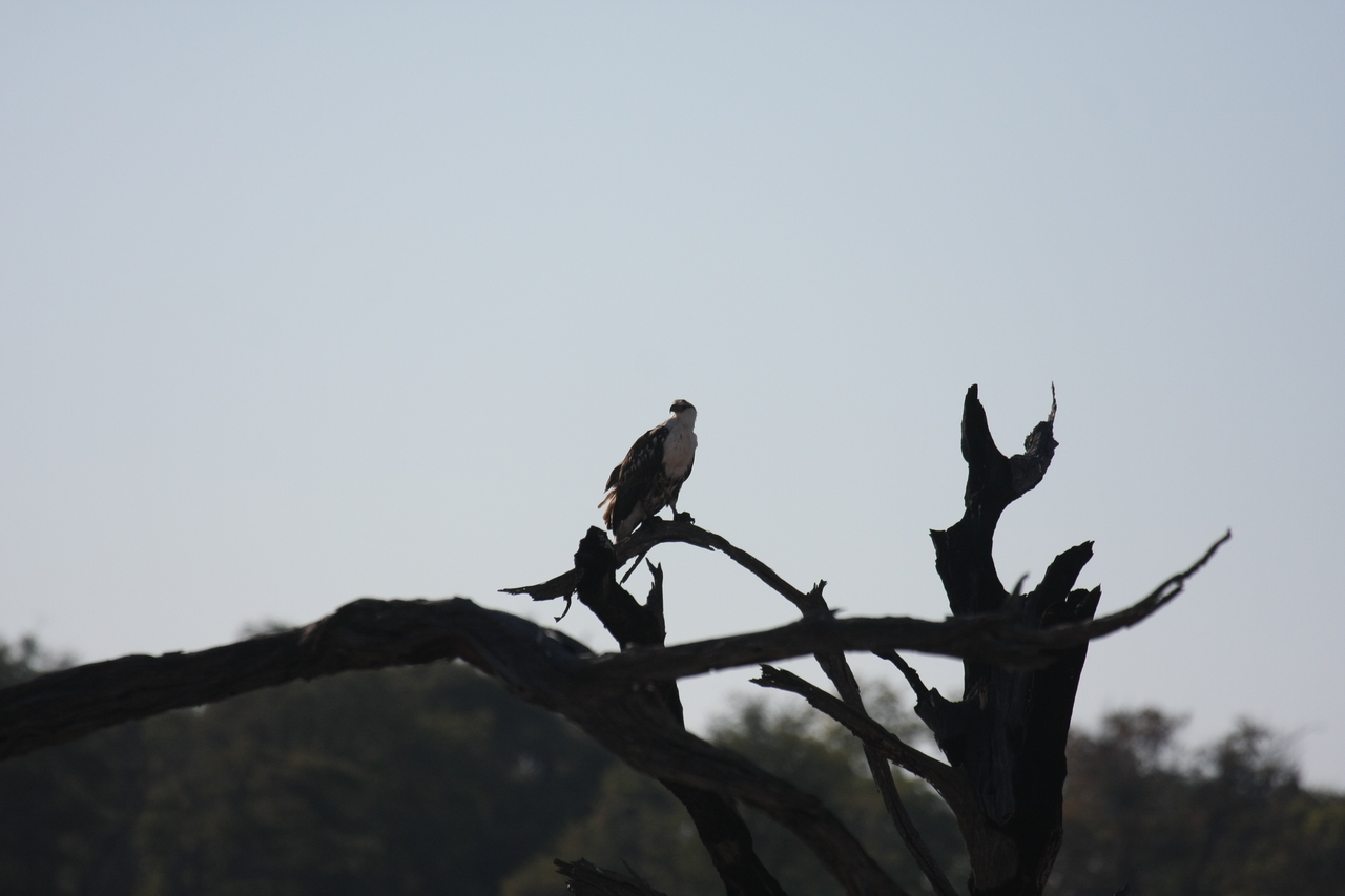 [18155] 2016_06_28_02_34_04_Africa_Canon_EOS_40D_IMG__09962.jpg