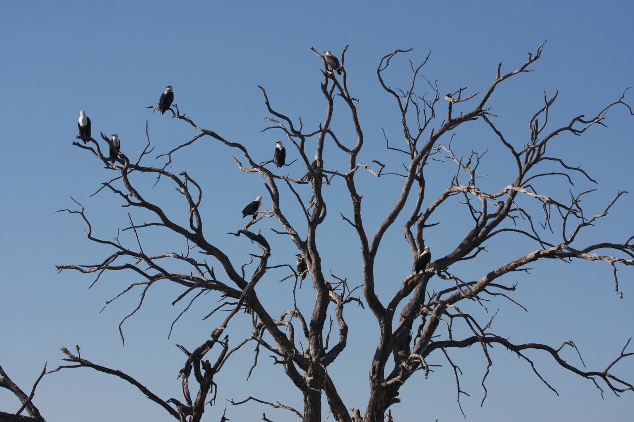 [18162] 2016_06_28_02_34_58_Africa_Canon_EOS_40D_IMG__02518.jpg