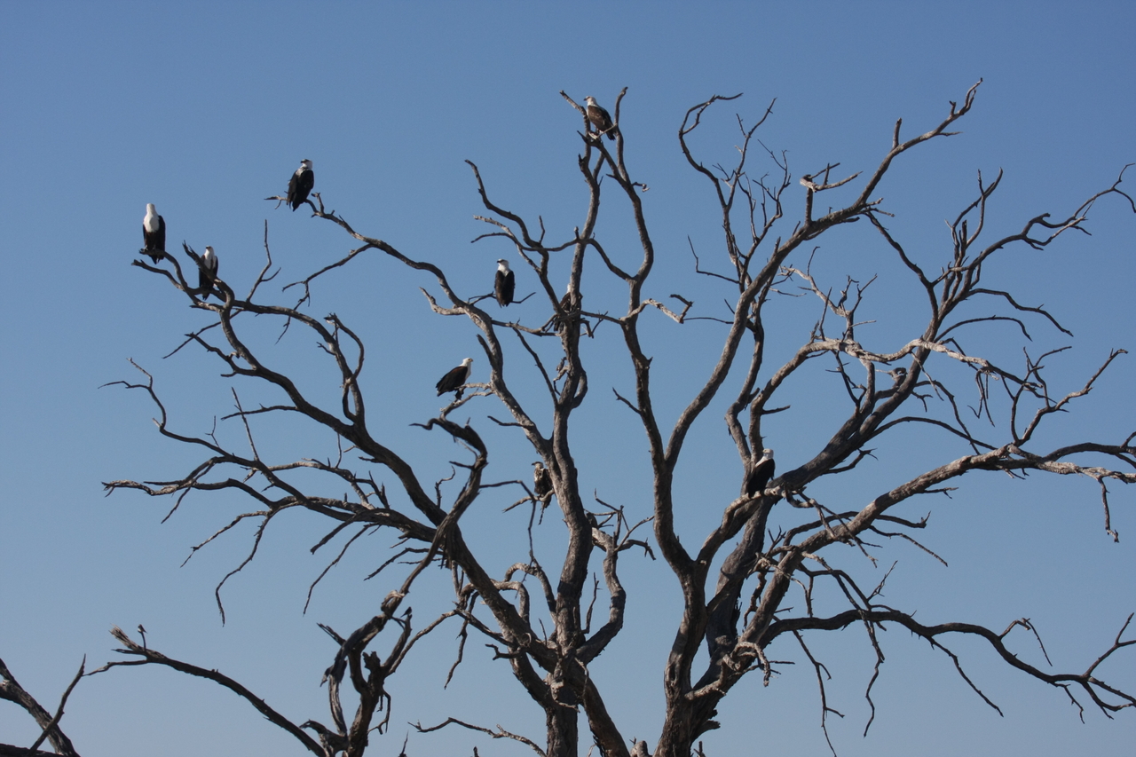 [18163] 2016_06_28_02_34_58_Africa_Canon_EOS_40D_IMG__09964.jpg