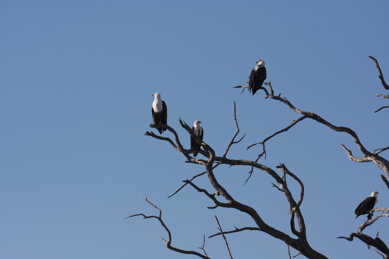 [18167] 2016_06_28_02_35_05_Africa_Canon_EOS_40D_IMG__09966.jpg