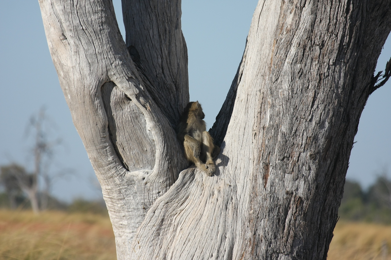 [18172] 2016_06_28_02_43_48_Africa_Canon_EOS_40D_IMG__00135.jpg