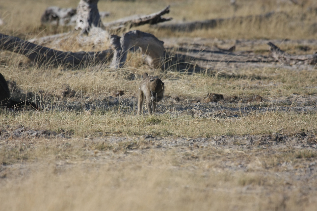 [18190] 2016_06_28_02_44_12_Africa_Canon_EOS_40D_IMG__00142.jpg