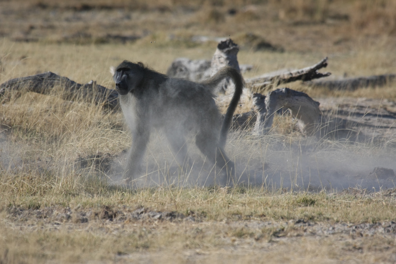 [18199] 2016_06_28_02_44_24_Africa_Canon_EOS_40D_IMG__00145.jpg