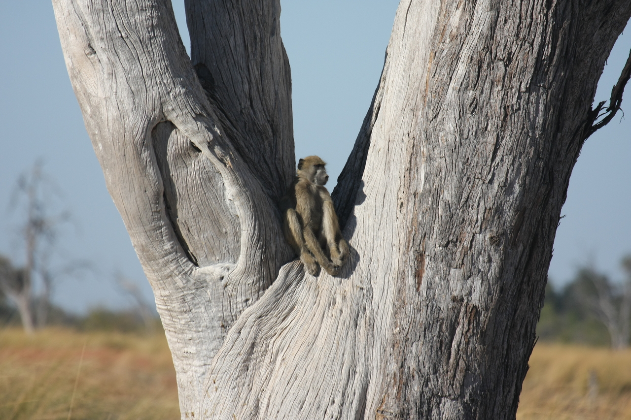[18208] 2016_06_28_02_44_44_Africa_Canon_EOS_40D_IMG__00149.jpg