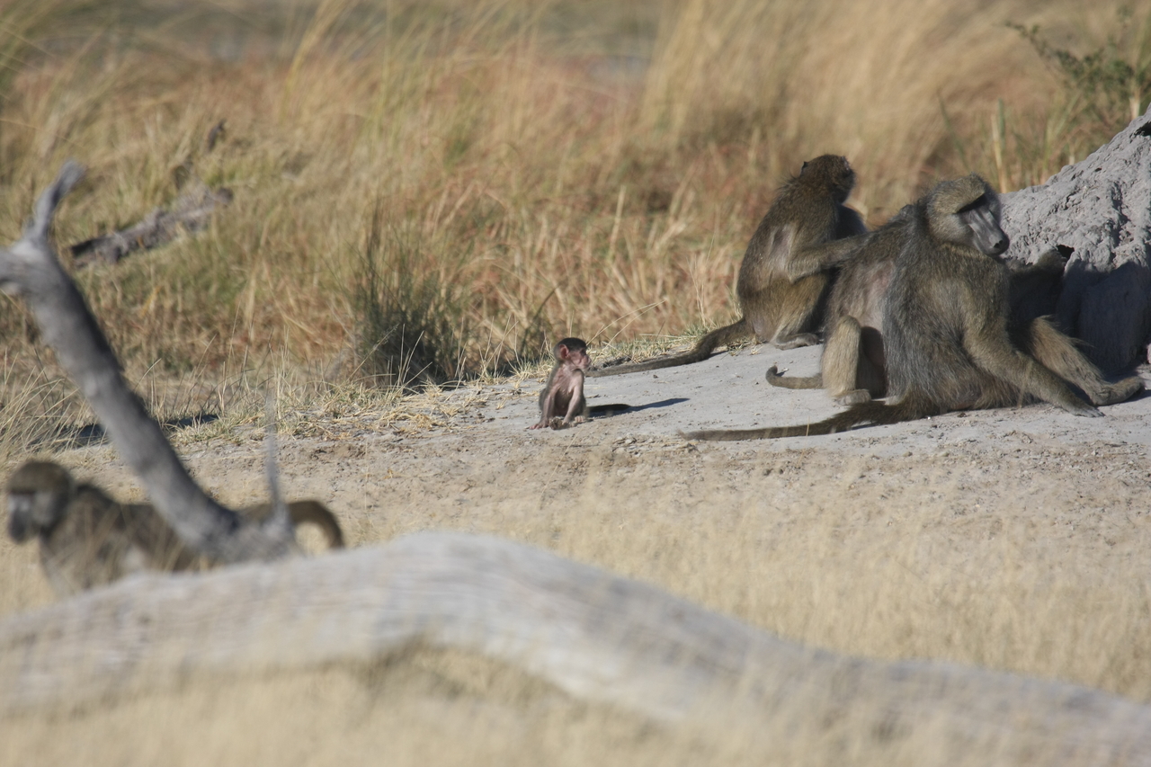 [18228] 2016_06_28_02_44_58_Africa_Canon_EOS_40D_IMG__00155.jpg