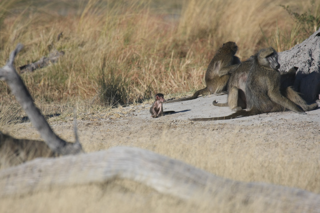 [18229] 2016_06_28_02_44_58_Africa_Canon_EOS_40D_IMG__00156.jpg