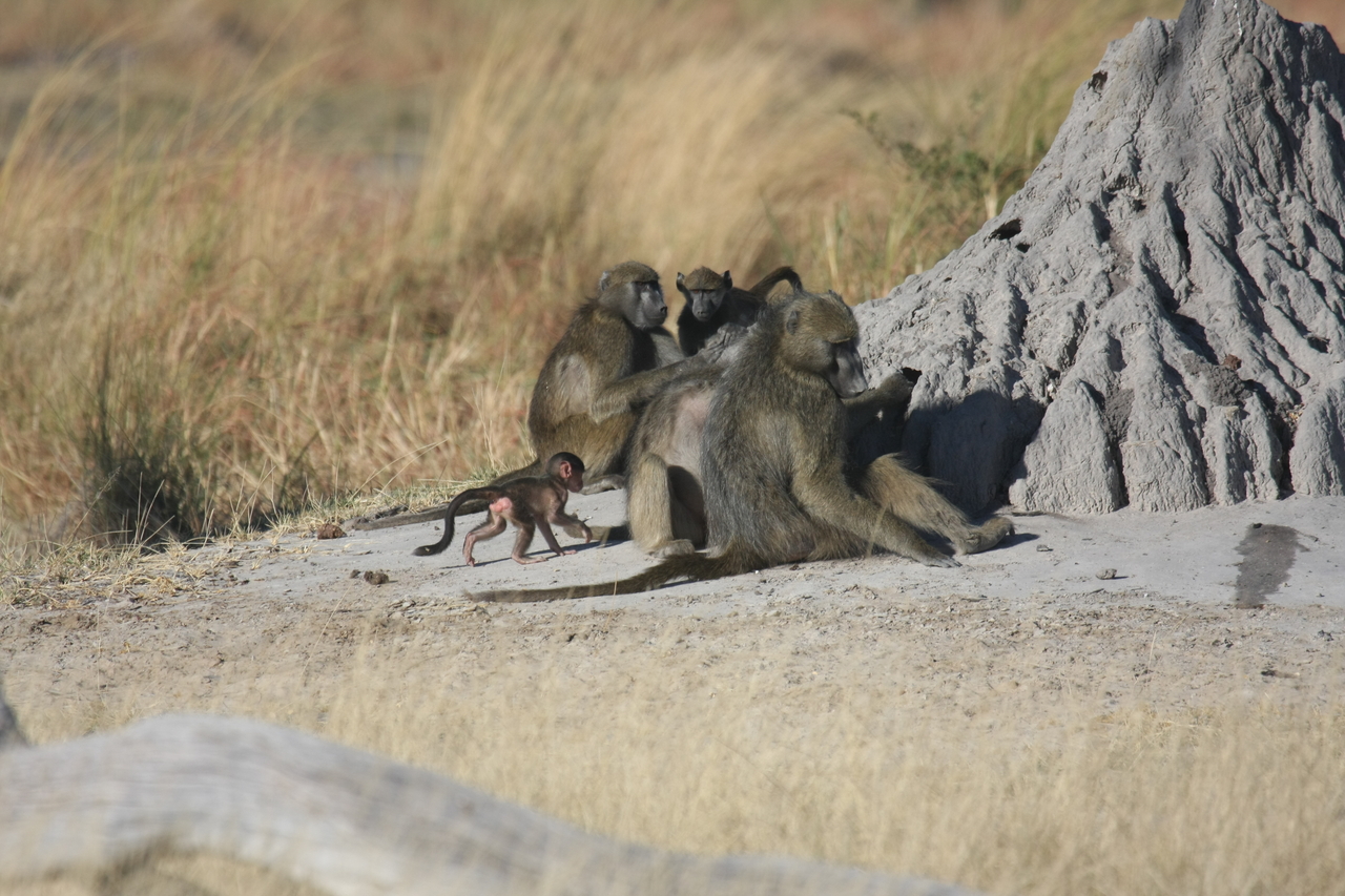 [18243] 2016_06_28_02_45_08_Africa_Canon_EOS_40D_IMG__02548.jpg