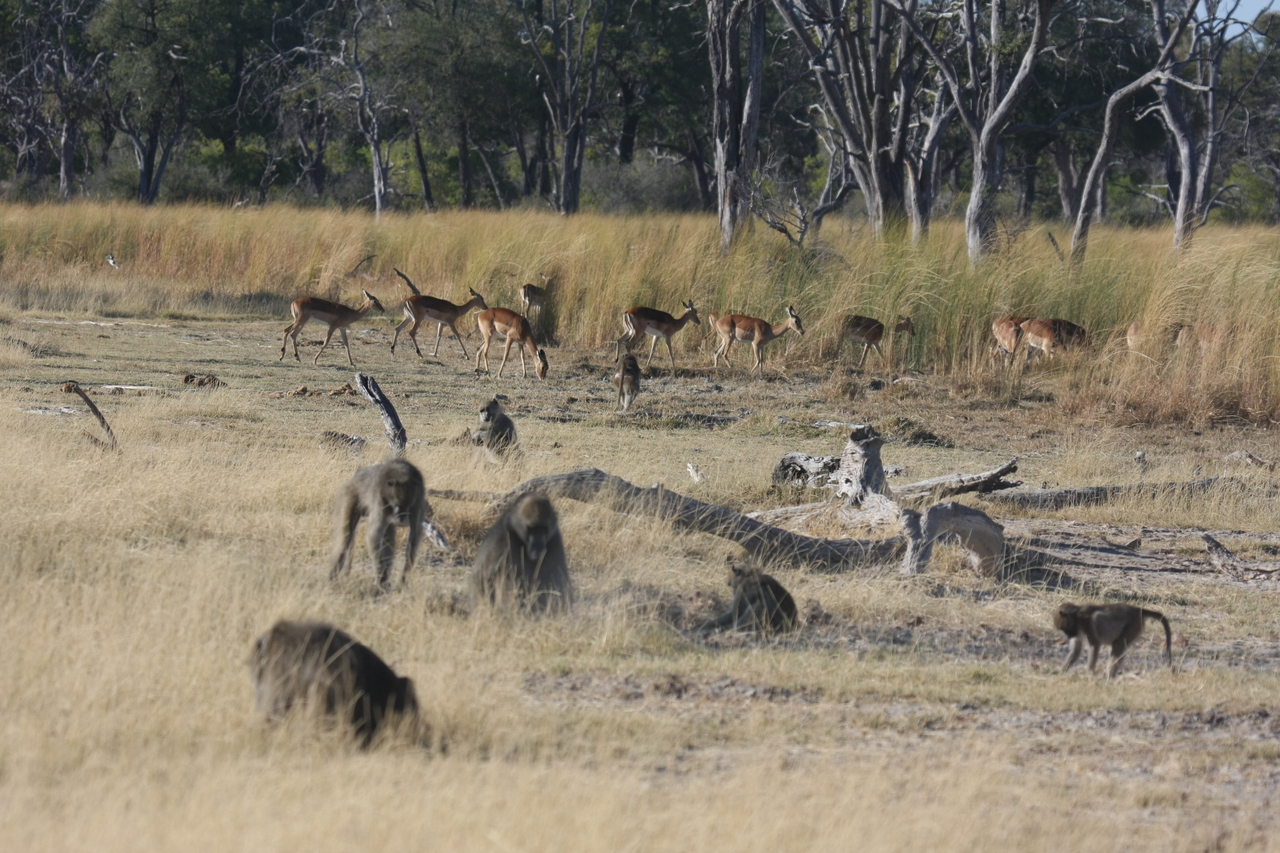 [18255] 2016_06_28_02_46_05_Africa_Canon_EOS_40D_IMG__02552.jpg
