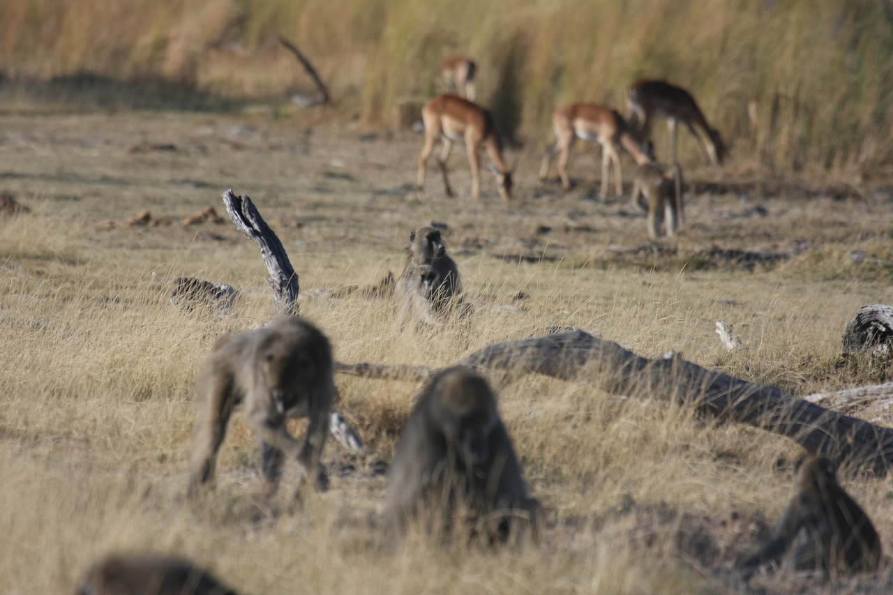 [18262] 2016_06_28_02_46_11_Africa_Canon_EOS_40D_IMG__10000.jpg