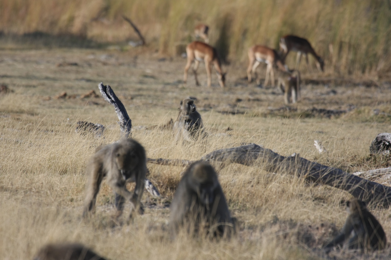 [18263] 2016_06_28_02_46_11_Africa_Canon_EOS_40D_IMG__10001.jpg