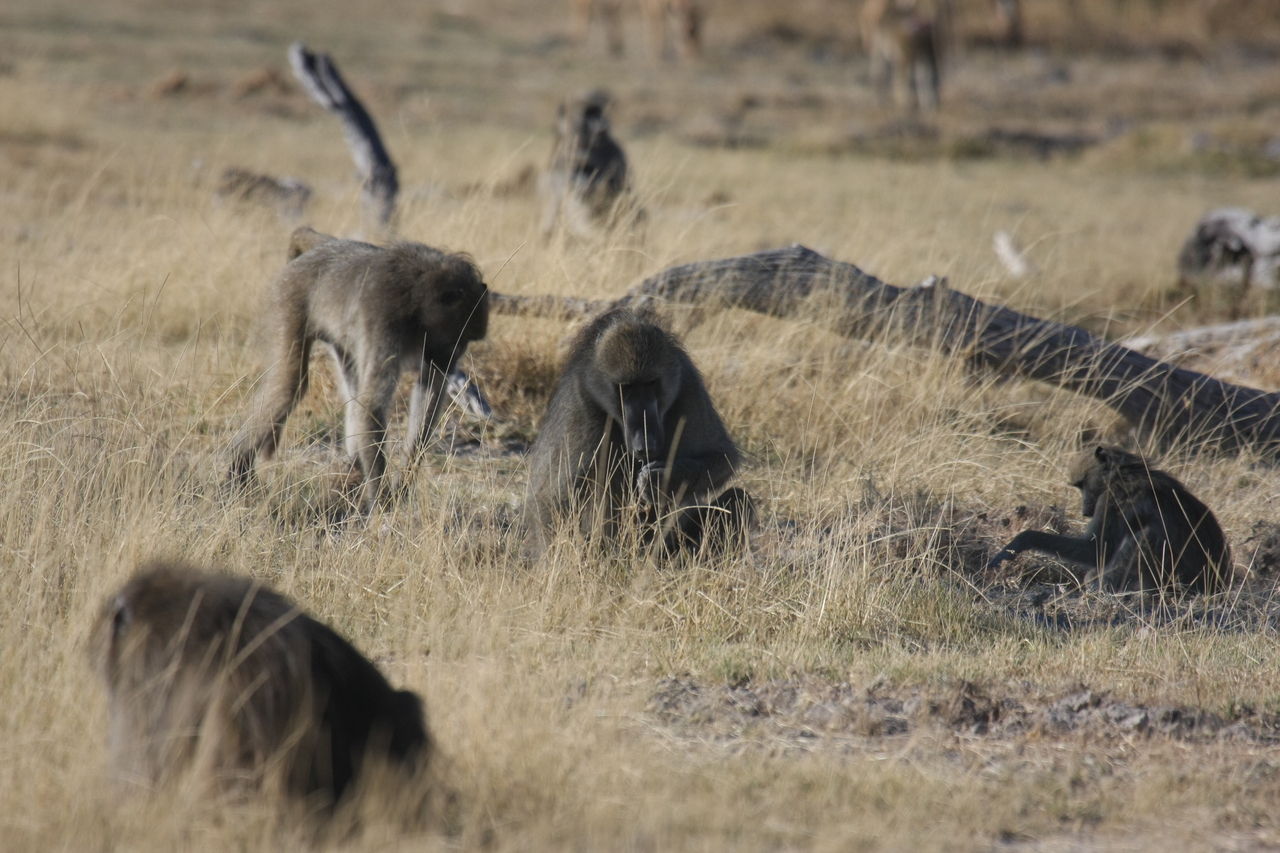 [18268] 2016_06_28_02_46_13_Africa_Canon_EOS_40D_IMG__10002.jpg