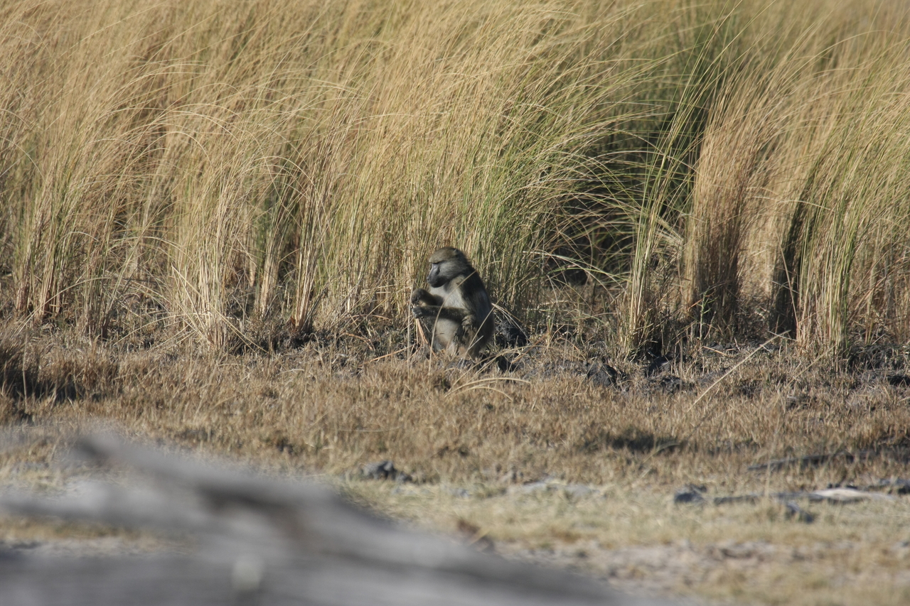 [18270] 2016_06_28_02_46_25_Africa_Canon_EOS_40D_IMG__00171.jpg