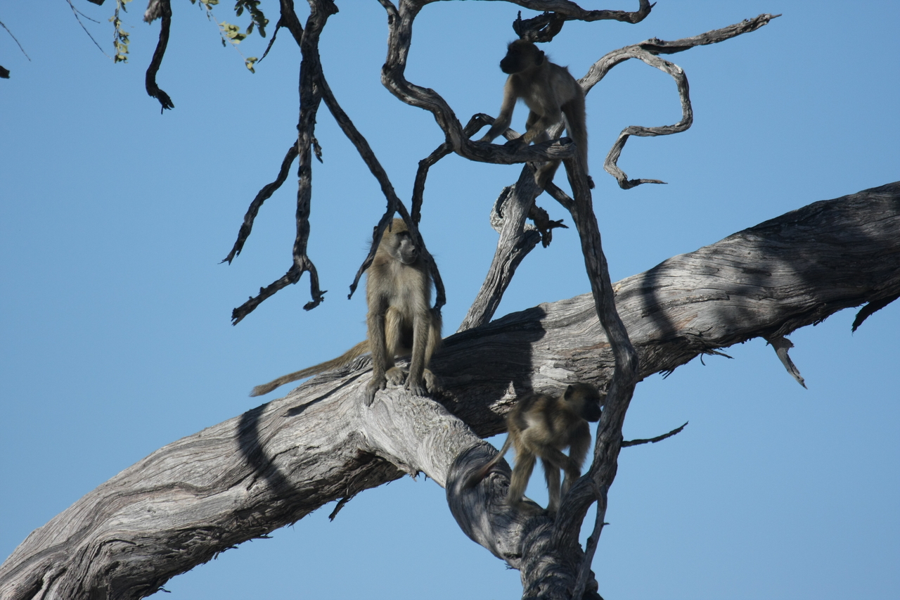 [18281] 2016_06_28_02_46_32_Africa_Canon_EOS_40D_IMG__00176.jpg