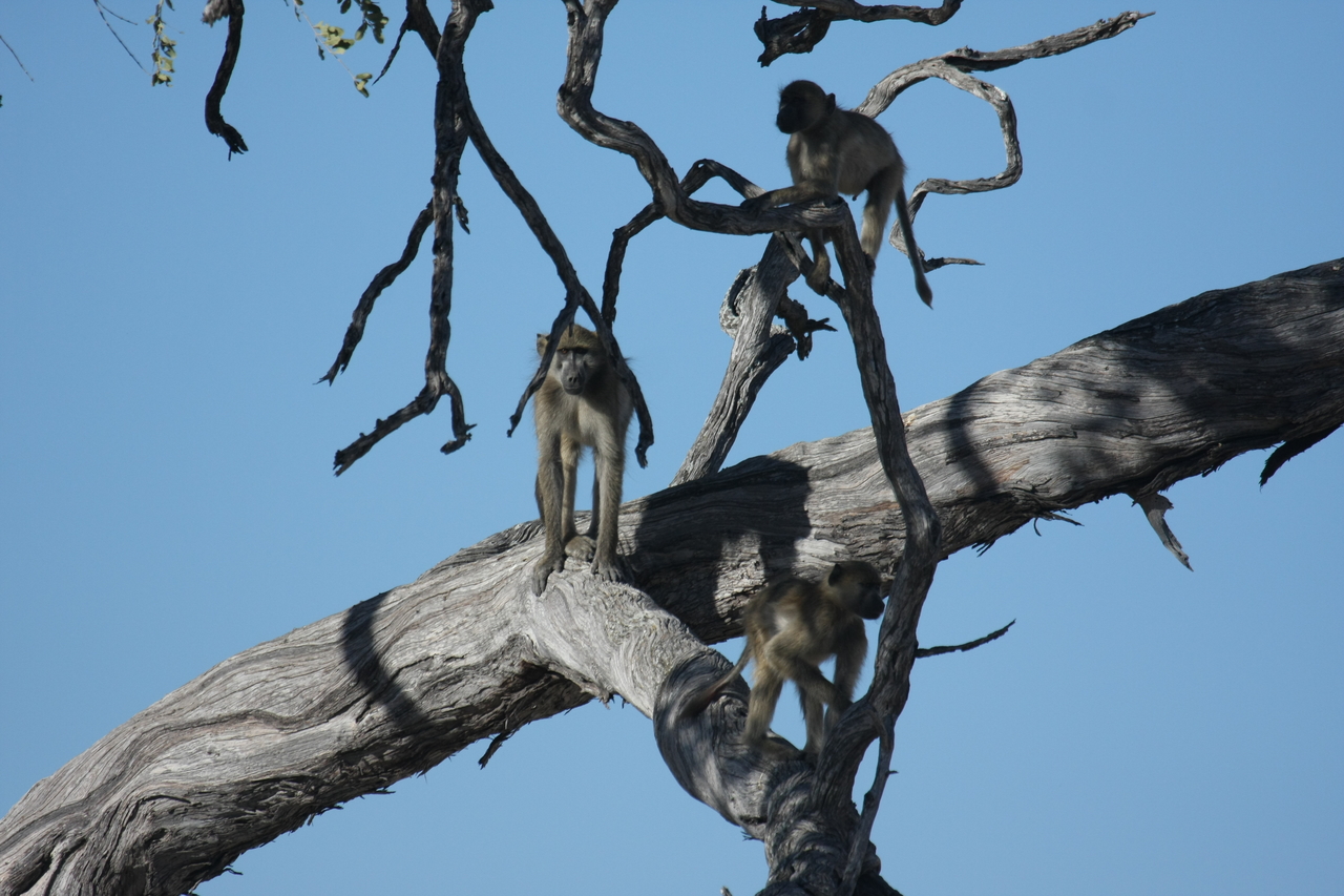 [18283] 2016_06_28_02_46_32_Africa_Canon_EOS_40D_IMG__02562.jpg