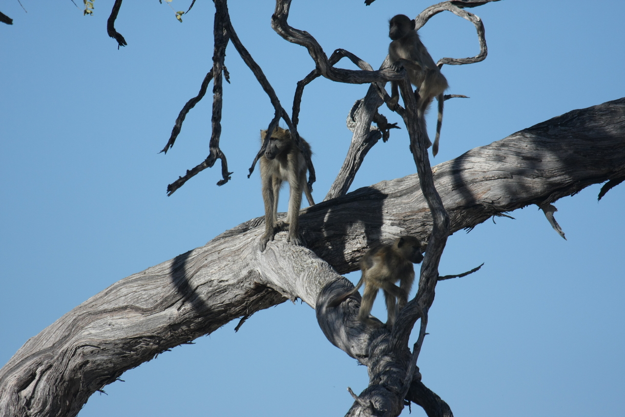 [18285] 2016_06_28_02_46_32_Africa_Canon_EOS_40D_IMG__10008.jpg