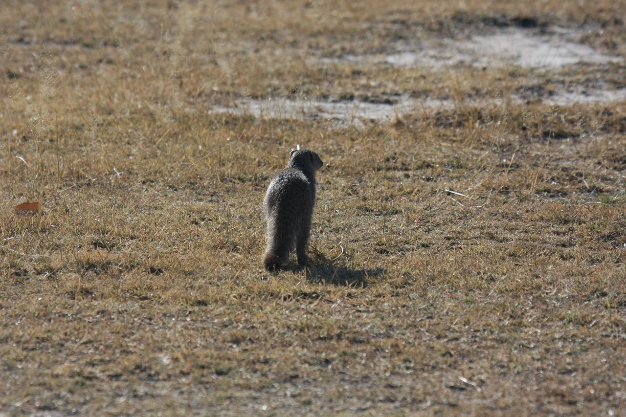 [18288] 2016_06_28_02_47_40_Africa_Canon_EOS_40D_IMG__00177.jpg