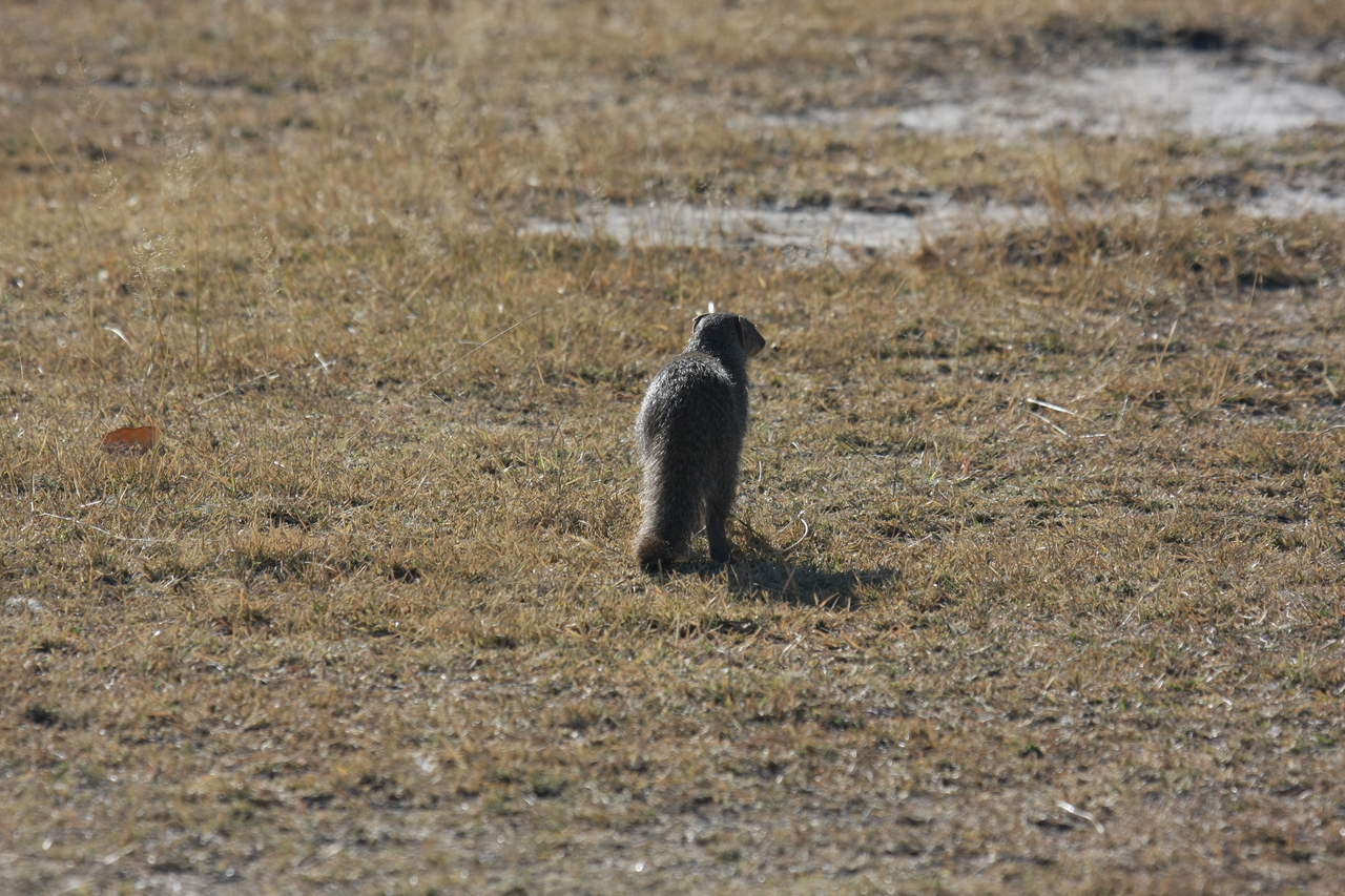 [18289] 2016_06_28_02_47_40_Africa_Canon_EOS_40D_IMG__00178.jpg