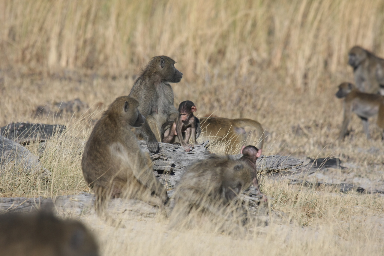 [18329] 2016_06_28_02_48_14_Africa_Canon_EOS_40D_IMG__02580.jpg